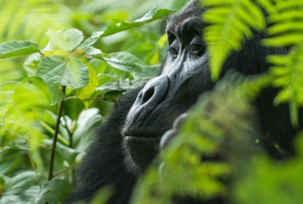 Uganda Familienurlaub - Uganda Family & Teens - Nahaufnahme Gorilla von der Seite