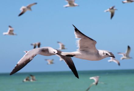 Familienreise Mexiko - Mexiko for family - Vögel am Strand