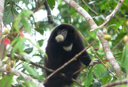 Familienurlaub Galapagos - Galapagos for family - Affe im Urwald