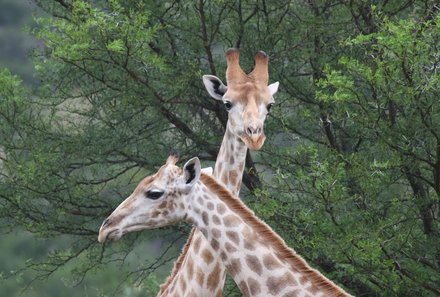 Familienurlaub Garden Route - Garden Route for family individuell - Giraffen