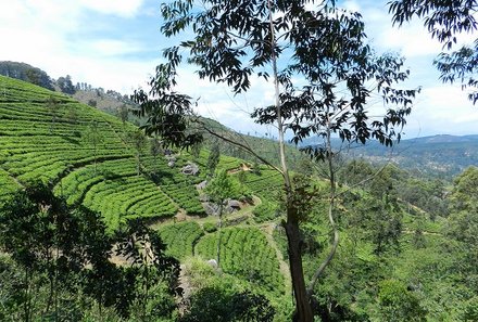 Sri Lanka Familienreise - Sri Lanka Summer for family - Teelandschaft