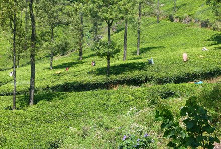 Sri Lanka mit Kindern - Familienreise Sri Lanka - Teeplantage