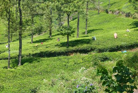 Sri Lanka mit Kindern - Teeplantage