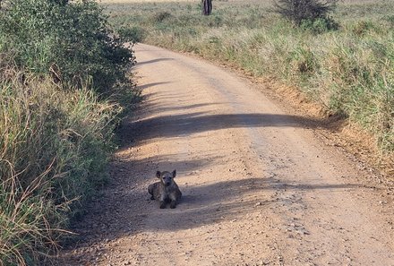 Safari Afrika mit Kindern - Safari Urlaub mit Kindern - beste Safari-Gebiete - Serengeti Nationalpark - Tier auf Straße