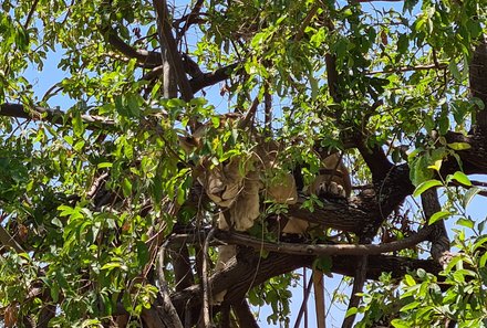 Tansania mit Kindern - Tansania Urlaub mit Kindern - Löwe in Baum