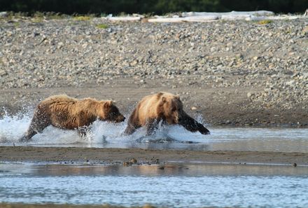 Familienurlaub Kanada - Kanada for family - Bären im Wasser
