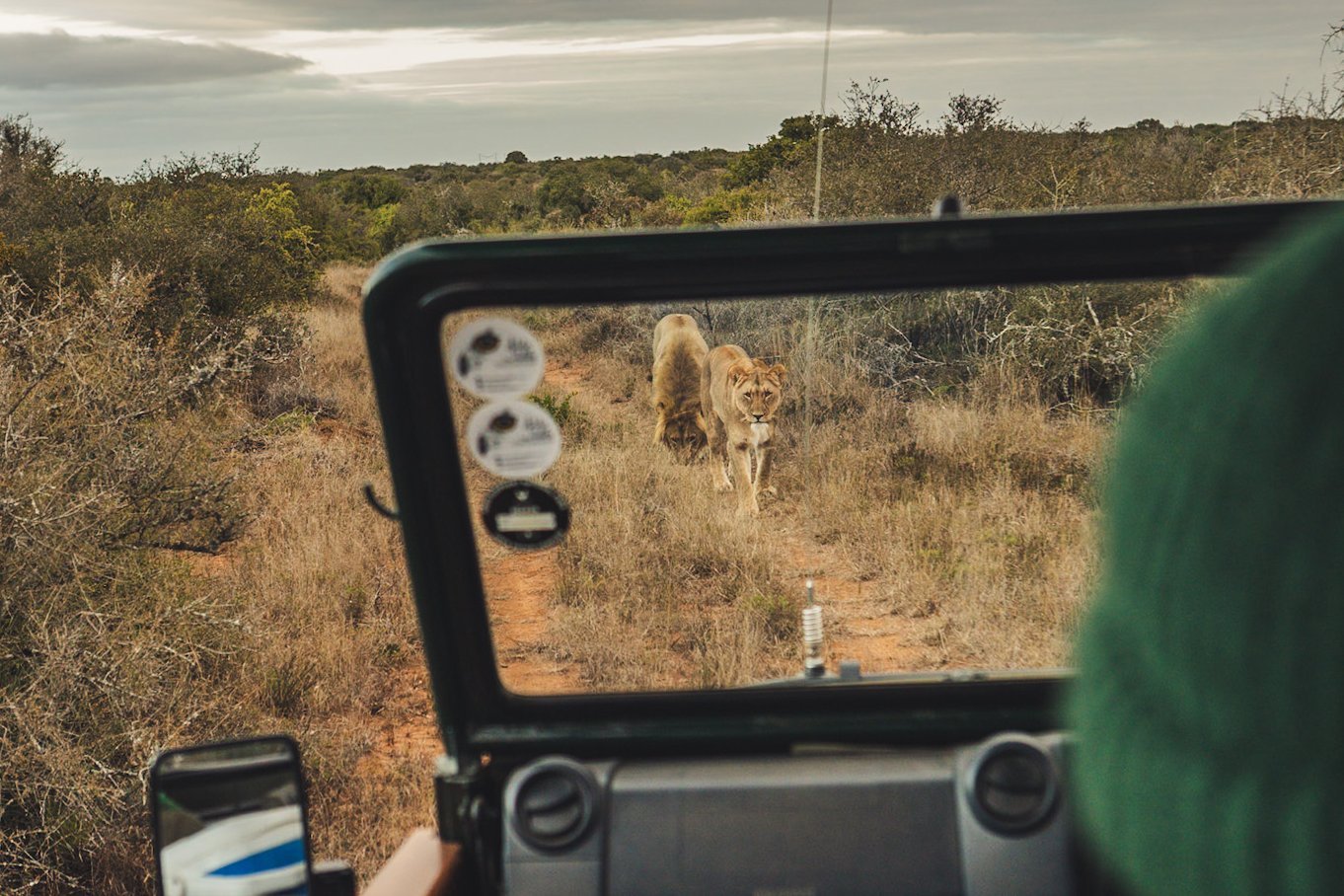 Südafrika Blog Artikel - Löwen neben einem Safari-Auto in Sicht – Südafrika mit Kindern