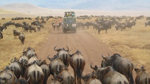 Familiensafaris - Die 6 besten Safari-Gebiete für Kinder - Safaris mit Kindern in der Serengeti - Im Jeep zu Gnuherden