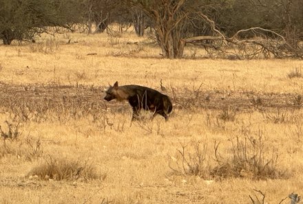 Safari Afrika mit Kindern - Safari Urlaub mit Kindern - beste Safari-Gebiete - Chobe Nationalpark - Hyäne