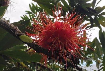 Familienreise Malaysia - Malaysia & Borneo Family & Teens - Flora im Rainforest Discovery Center