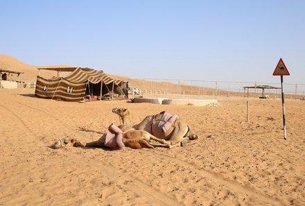 Familienreise Oman - Familienreise for family - Kamel in der Wüste