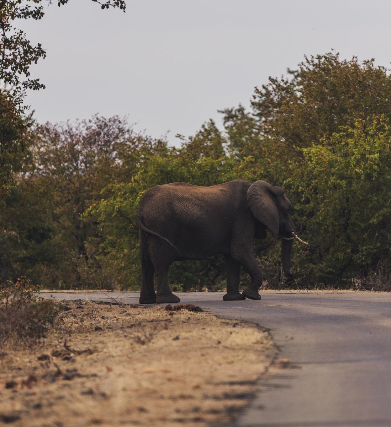 Südafrika Blog Artikel - Elefant überquert die Straße während der Safari – Südafrika mit Kindern