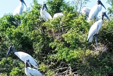 Mexiko Familienreise - Mexiko Family & Teens - Vögel in Catazaja