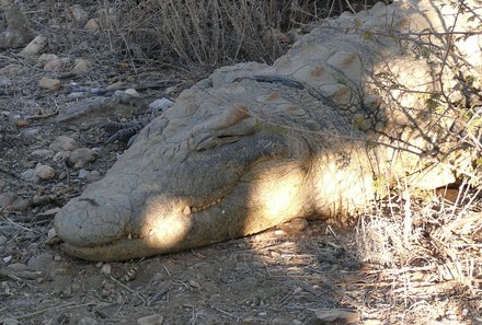 Namibia mit Kindern - Tiere im Etosha Nationalpark - Krokodilkopf