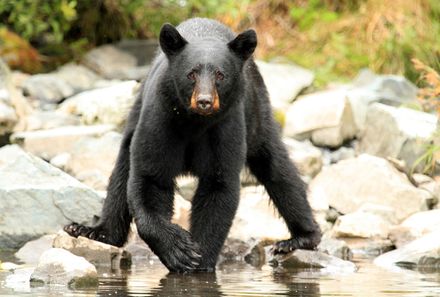 Vorstellung neuer Familienreisen - Kanada mit Kindern - Amerikanischer Schwarzbär