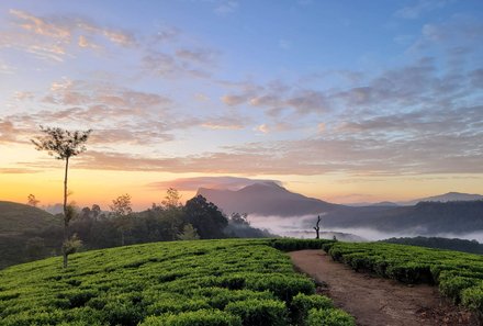 Sri Lanka mit Jugendlichen - Sri Lanka Family & Teens - Blick über Teeplantage