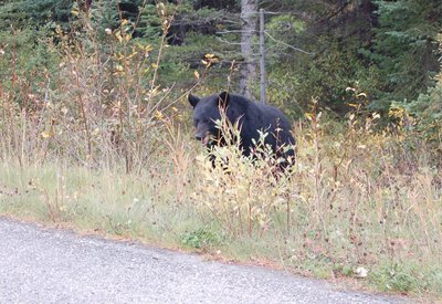 Westkanada for family individuell - Familienreise Kanada - Bär am Straßenrand Westkanada for family individuell - Familienreise Kanada - Bär am Straßenrand