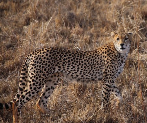 Reisebericht Kenia - Safari mit Kindern