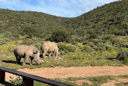 Familienreise Garden Route - Garden Route for family - Buffelsdrift Game Lodge - Pirschfahrt - Nashörner