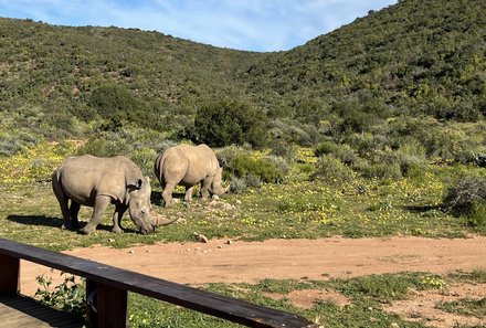 Garden Route Familienreise - Oudtshoorn - Buffelsdrift Game Lodge - Safari - Nashörner