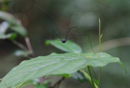 Vietnam mit Kindern - Vietnam for family - Nam Cat Tien Nationalpark - Weberknecht