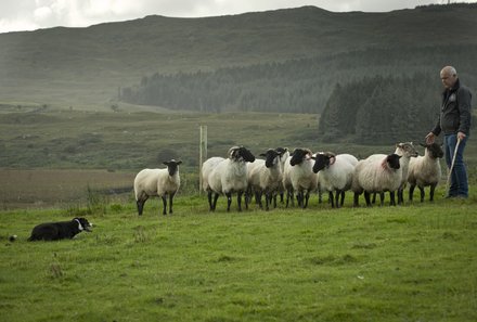 Irland Familienreise - Irland for family - Glengowla Minen - Schafsherde und Hund