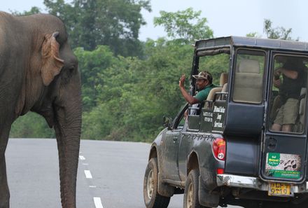 Sri Lanka mit Jugendlichen - Elefant kreuzt Jeep