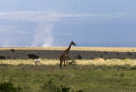 Safari Afrika mit Kindern - Safari Urlaub mit Kindern - beste Safari-Gebiete - Amboseli Nationalpark - Giraffe
