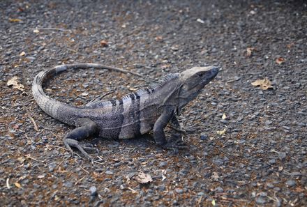 Familienurlaub Costa Rica - Costa Rica for family - Carara Nationalpark Eidechse