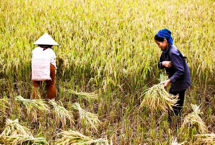 Laos und Vietnam Familienreise - Laos und Vietnam Reise mit Kindern - Einheimische auf den Feldern