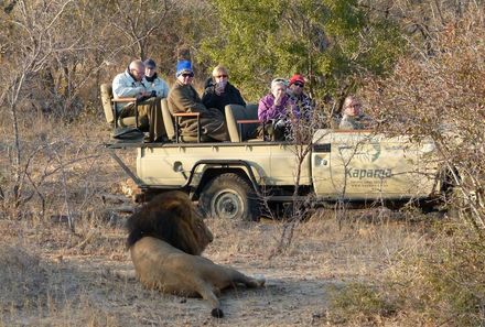 Südafrika mit Kindern - Südafrika Teens on Tour - Löwe