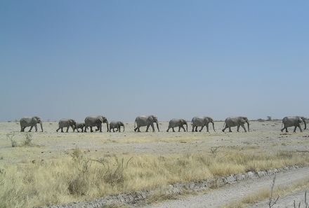 Südafrika mit Kindern - Südafrika Teens on Tour - Elefantenherde im Krüger Nationalpark