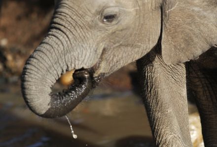 Kenia Familienreise - Kenia for family individuell - Nairobi - Nahaufnahme Elefantenbaby