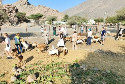 Familienreise Oman - Oman for family - Ziegen auf der Farm