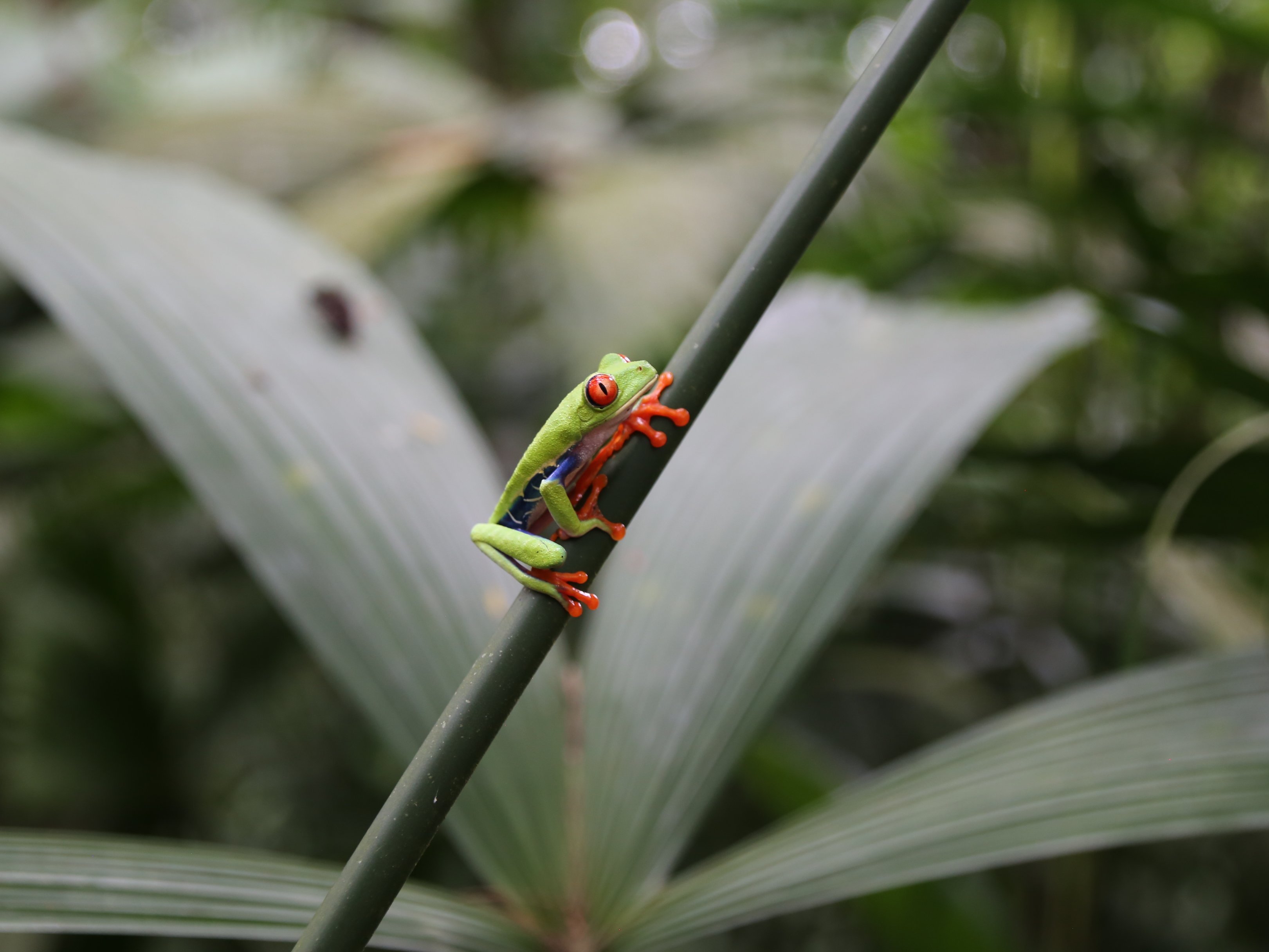 Costa Rica mit Kindern Erfahrungen - Costa Rica mit Kleinkindern - Costa Rica mit Kindern Blog - Frosch