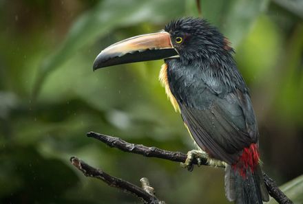 Costa Rica mit Kleinkind - Vogel