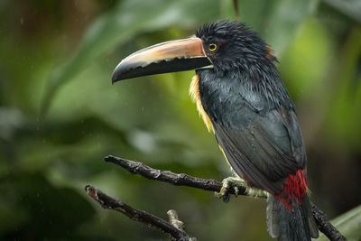 Costa Rica mit Kleinkind - Vogel