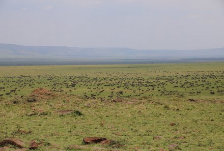 Kenia Familienreise - Kenia for family individuell - Masai Mara & Strand - Masai Mara - Sicht auf Gnuherde