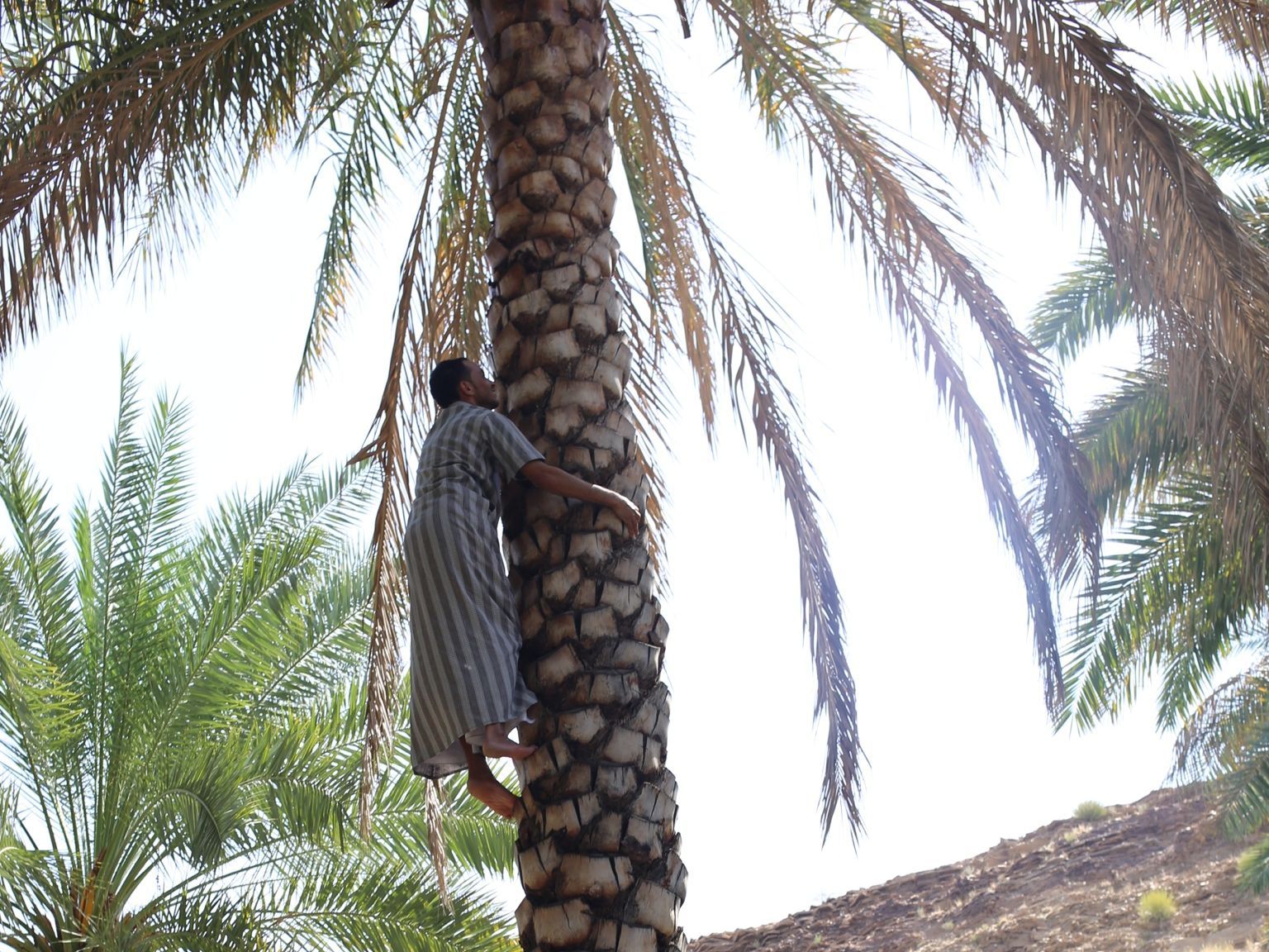 Oman mit Kindern - Dattelbaum