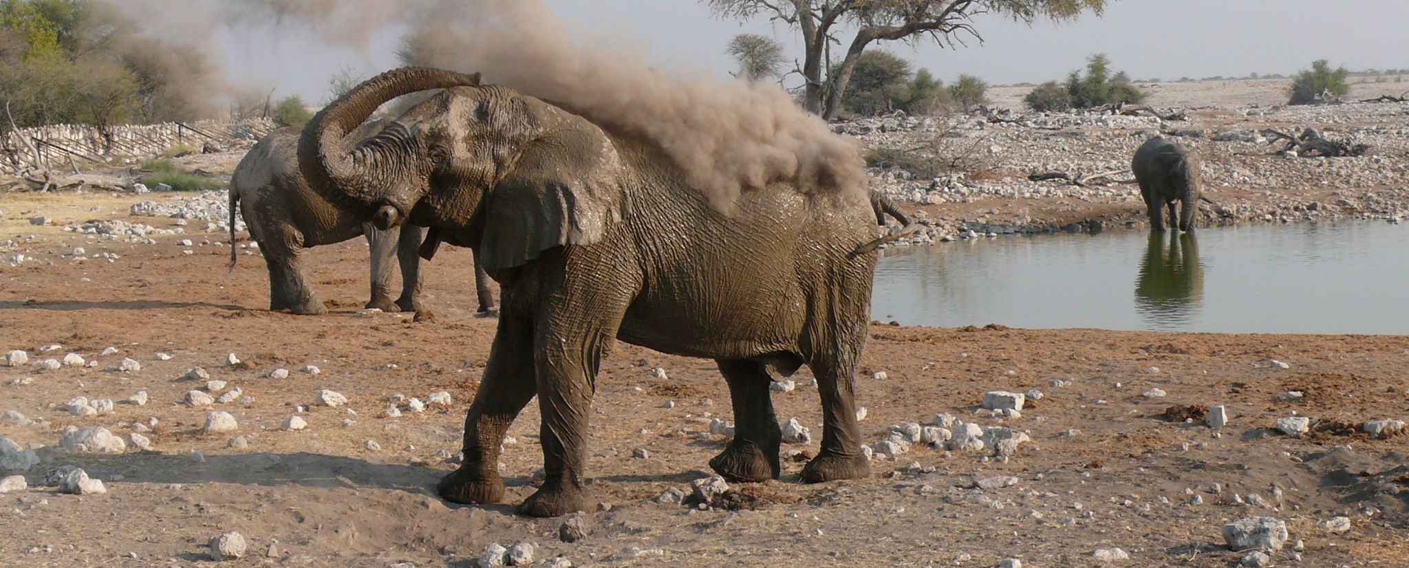 Abenteuersafaris in Namibia - Elefant am Sandbaden