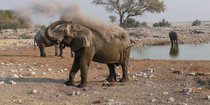 Abenteuersafaris in Namibia - Elefant badet