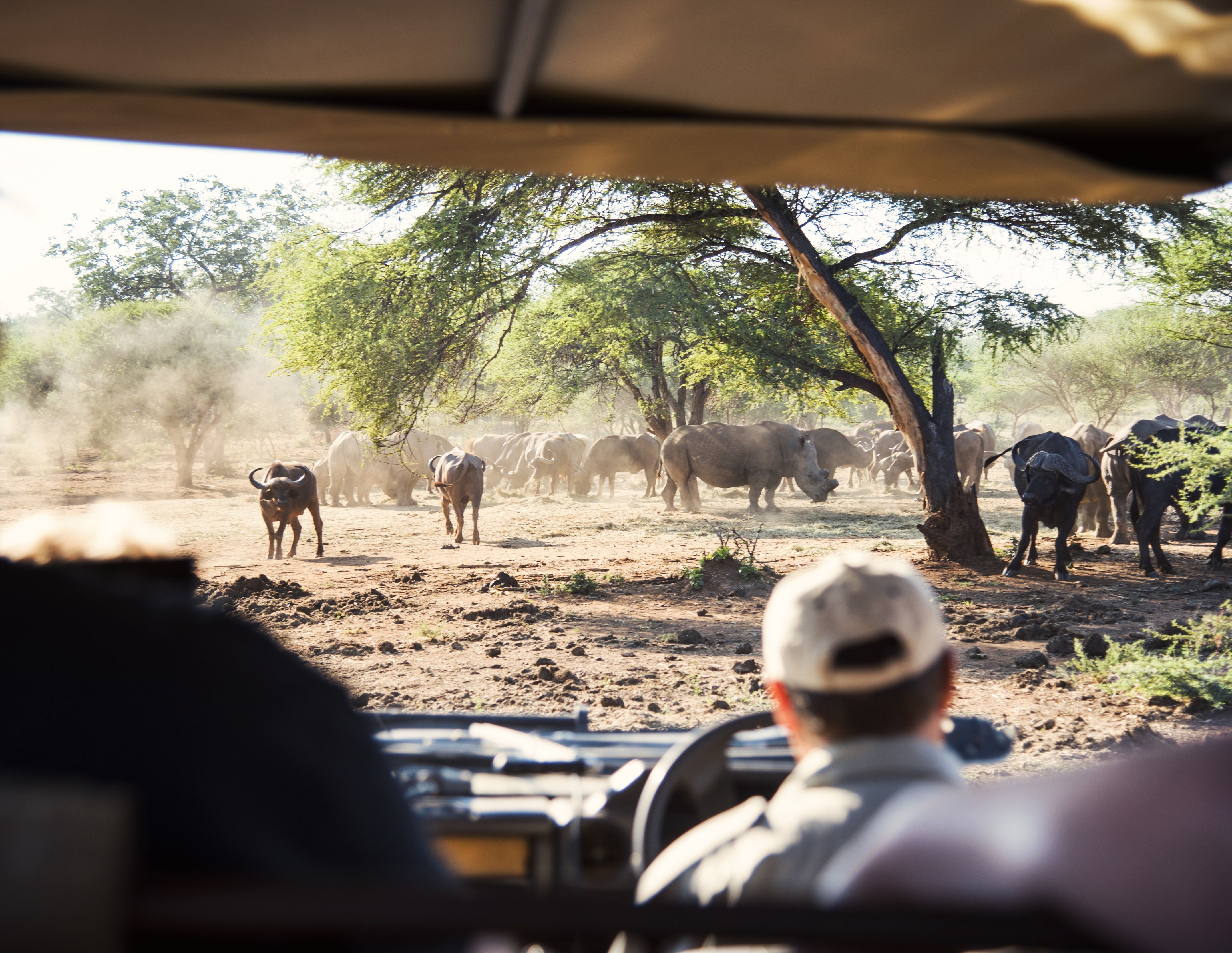 Südafrika Familienreise mit Jugendlichen - Safari - Krüger