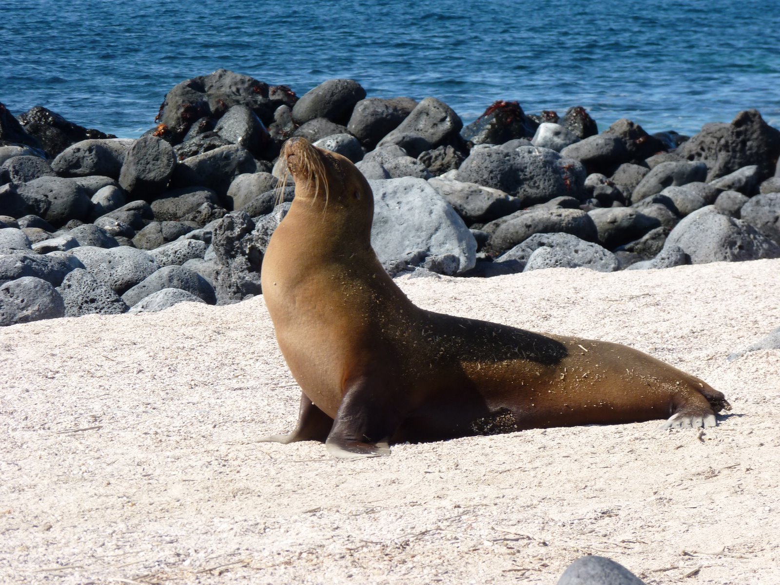 Ecuador & Galapagos Familienreise - Robbe am Strand 