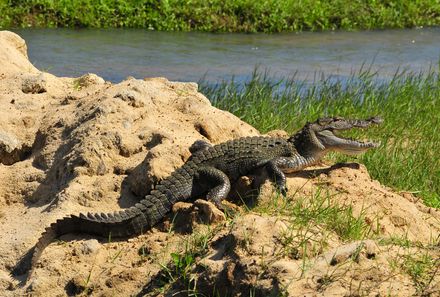 Sri Lanka Familienurlaub - Krokodil im Yala Nationalpark