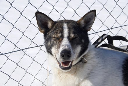 Schweden for family Winter - Hundeschlittentour -Hund am Zaun