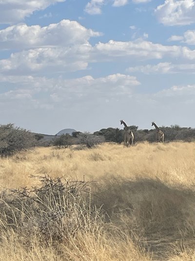 Namibia Family & Teens - Namibia Familienreise - Tiere in der Landschaft
