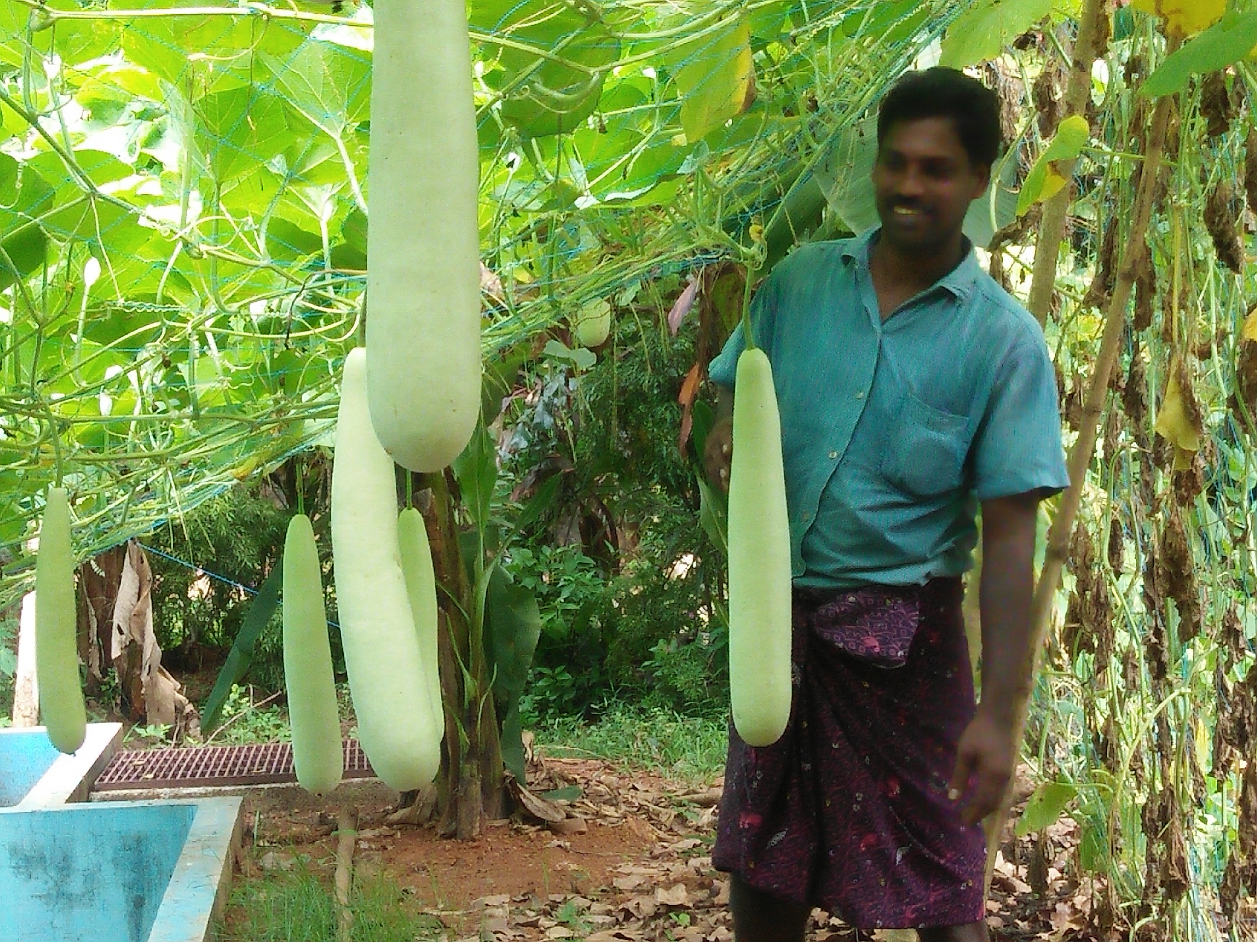 Indien Süd mit Kindern -Familienurlaub in Kerala in Südindien -  Hängender Anbau