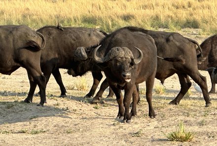 Botswana Familienreise - Botswana for family individuell - Büffel im Chobe Nationalpark