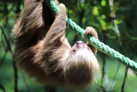 Familienreise Costa Rica - Costa Rica for family - Faultier im Baum 