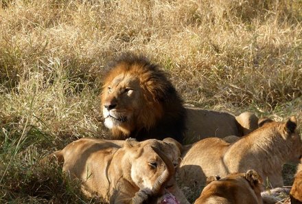 Familienurlaub Südafrika - Südafrika for family - Löwenrudel